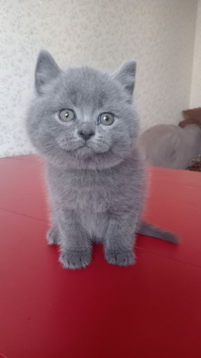 Шотландський котик страйт