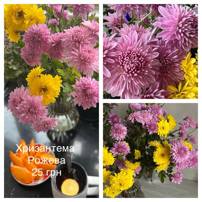Хризантема, сентябринка, айстра