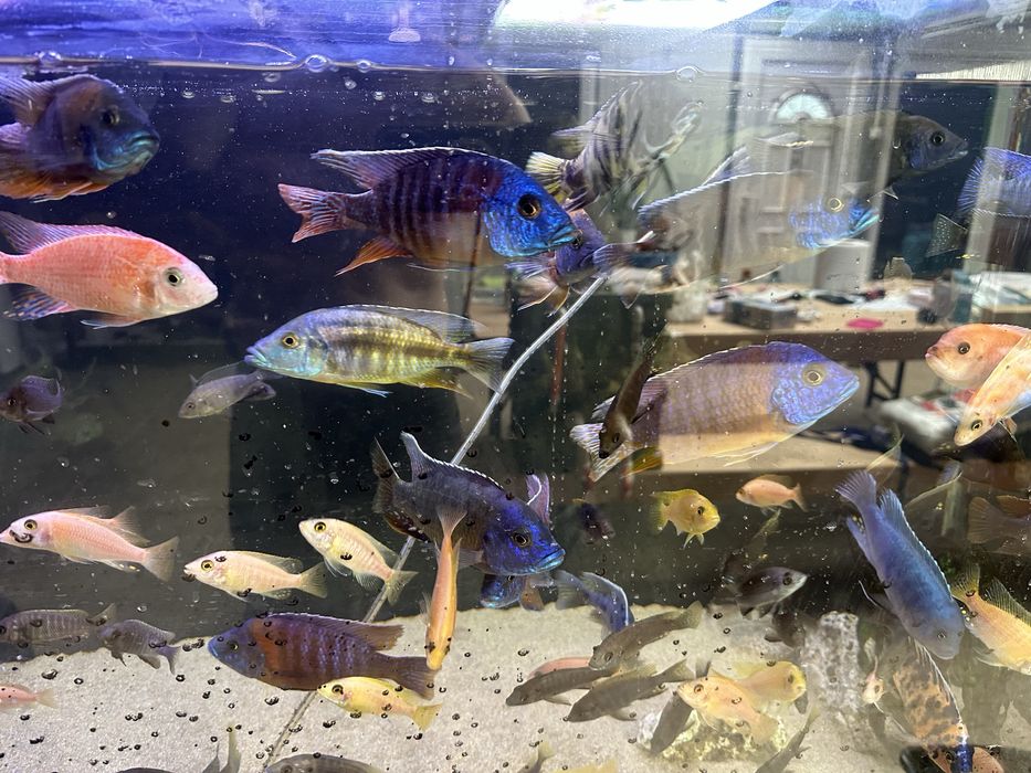 Aquario completo 150x70x50