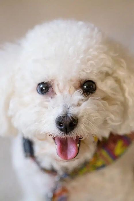 bishon frise Бішон Фрізе