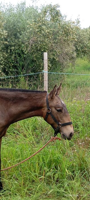Poldra Lusitana baia 14meses
