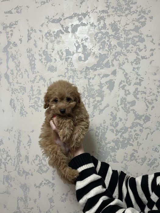 Мальтипу дівчинка кмельного окрасу ф1