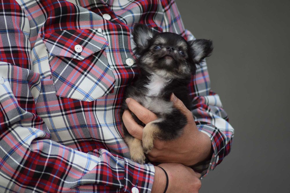 Chihuahua długowłosy chłopiec z metryką ZKwP - FCI