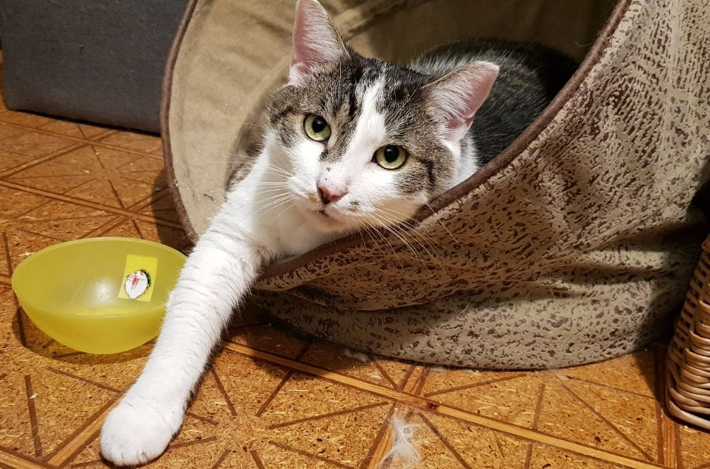 Poznań i okolice - kocurek Bastion (Stefanek) szuka domu