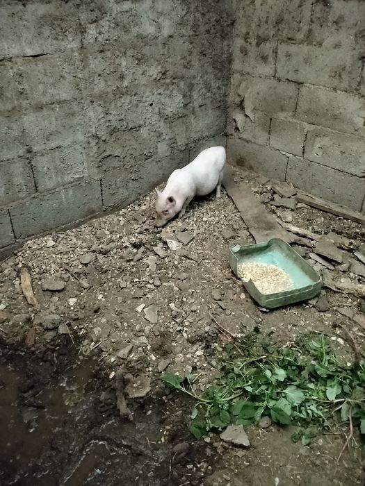 Vende se leitão de boa qualidade