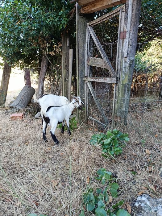 Cabrito macho serpentina