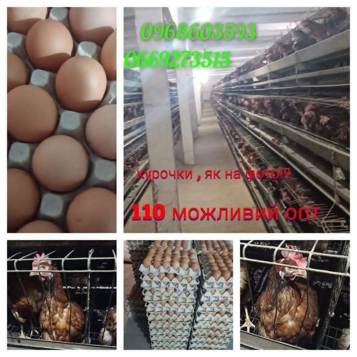 Курки-несучки для домашнього господарства.