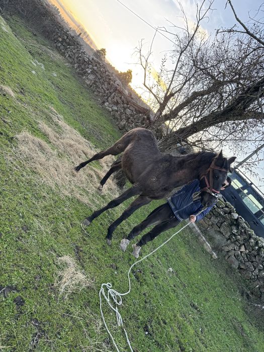 Vendo cavalo preto inteiro