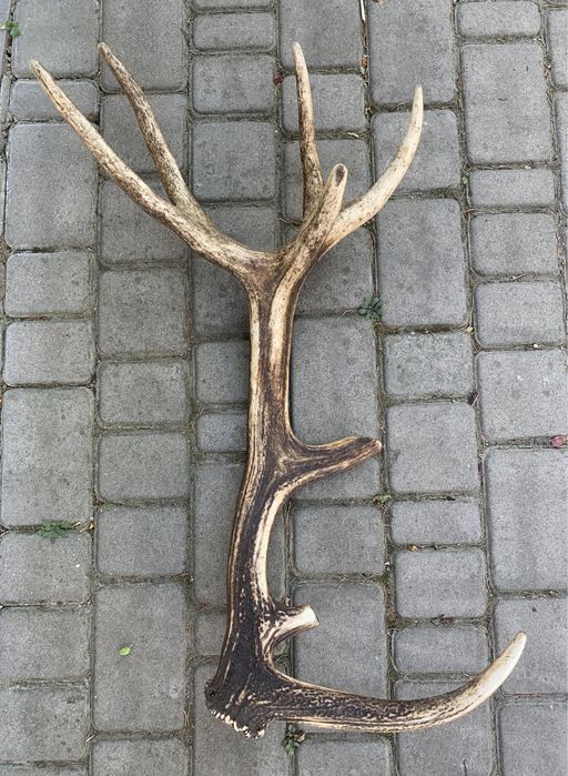 Роги оленя, великі