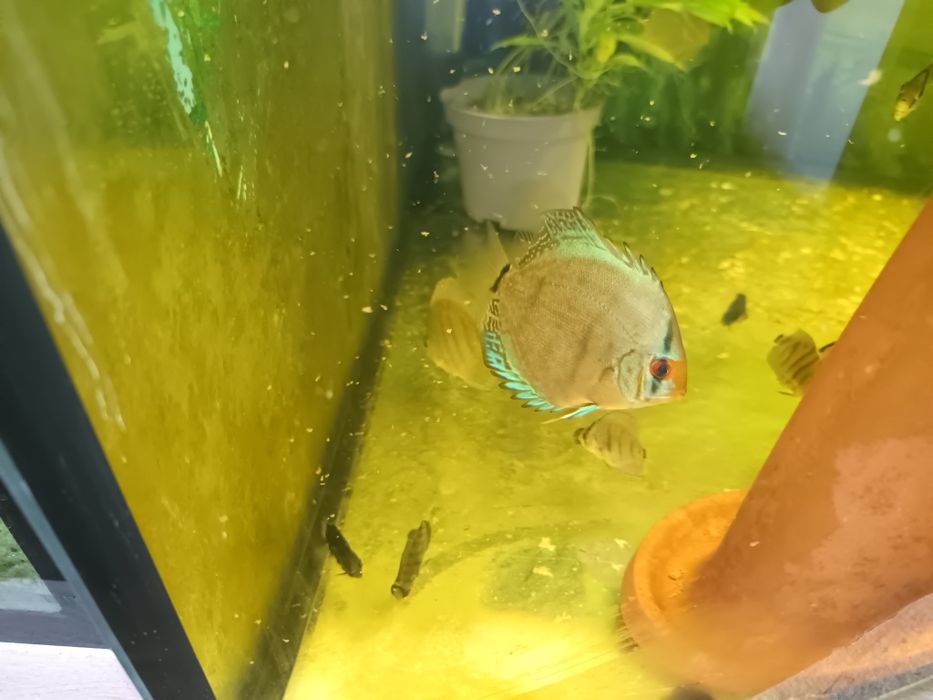 Paletki ,dyskowce Cobalt