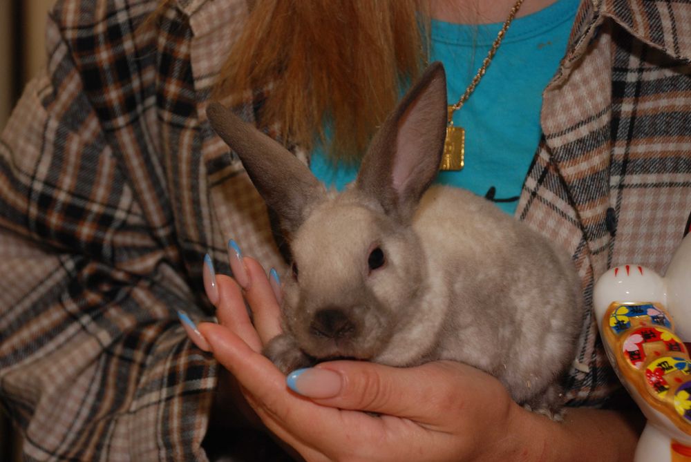 Кролик Рекс, кудрявый кролик, гипоаллергенный кролик