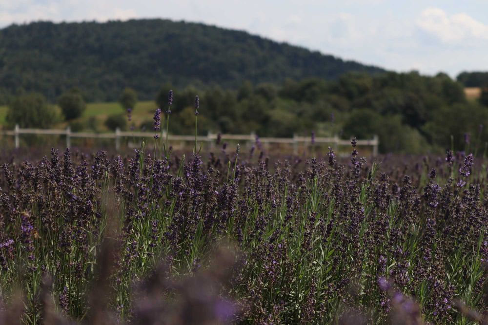 Lawenda wyciąg, krople naturalne