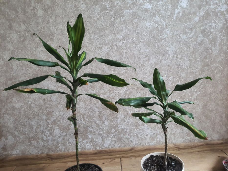 Калла, драцена комнатные цветы