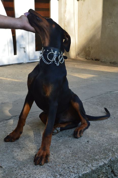 Цуценята добермана