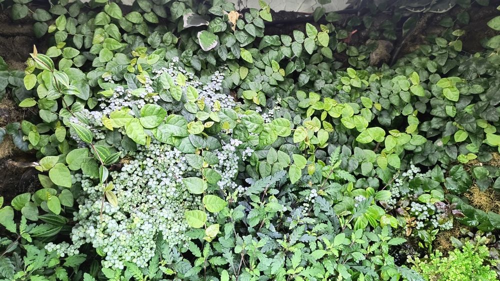 Fikus Pnący (Ficus Pumila), terrarium, las w sloiku
