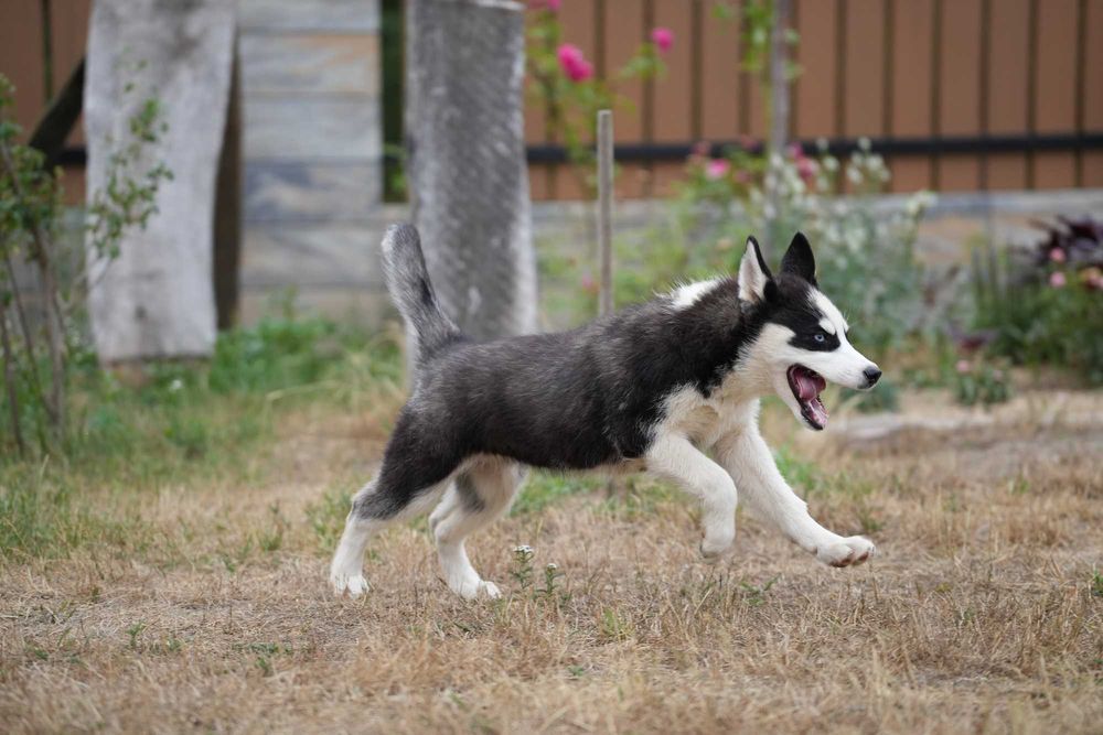 Siberian Husky Suczka
