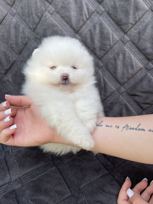 Щпіц хлопчик і дівчинка