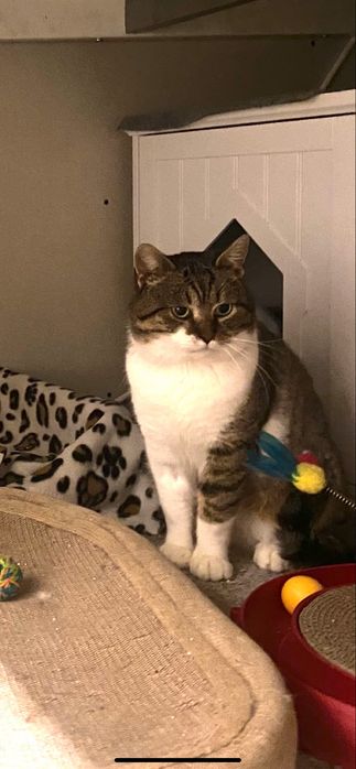 Piekny i mądry ale troche płochliwy Maciuś szuka domku