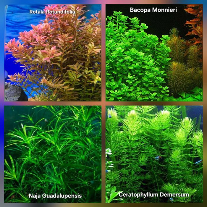 Pack 60x | 10 Espécies MUITA COR VERMELHO Alguns Pés c/ raízes