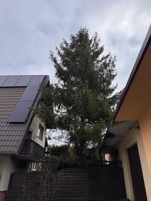 Oddam duże 2 świerki za darmo – w zamian za wycinkę