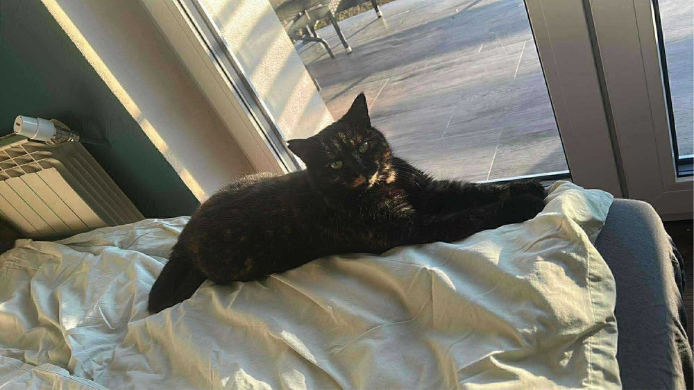 Oddam piękną kotkę