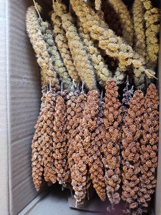 Чуміза врожай 2025р без ГМО