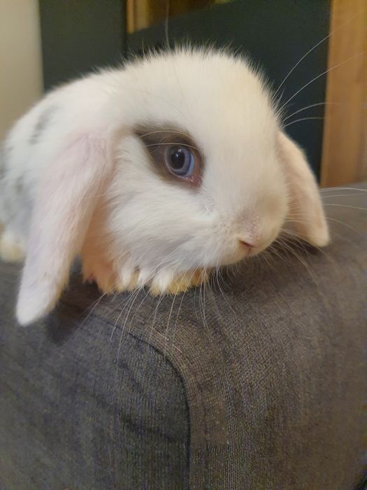 Króliki baranek miniaturka karzełek mini lop. Cena CAŁKOWITA.