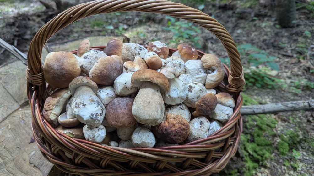 Grzyby świeże borowik szlachetny