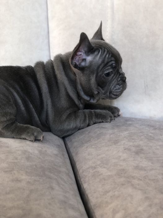 Элитные французские бульдоги