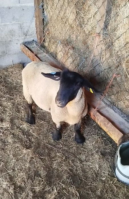 Ovelha suffolk certificada