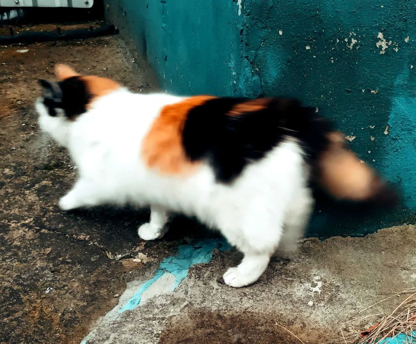 Чудові кошенята для щастя