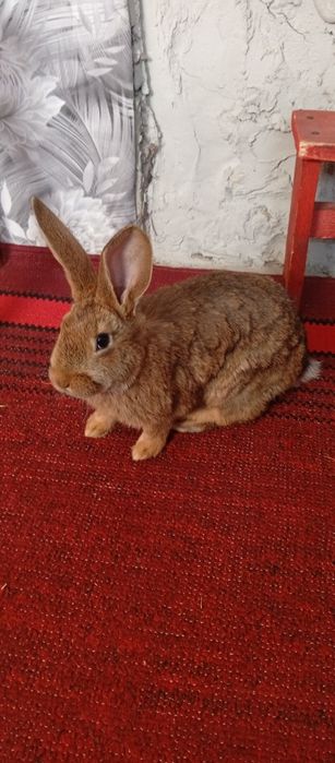 Продам кроликів 2 місяці