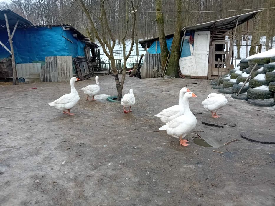 ПРОДАМ або ОБМІНЯЮ гусака мамут