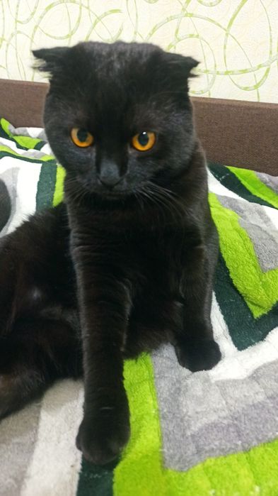 В'язка шотландець вислоухий