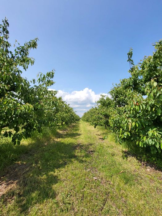Działka rolna 2 ha z sadem i nawodnieniem – gm. Jasieniec, Stefanków