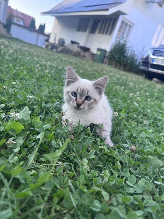 Продам кошенятко