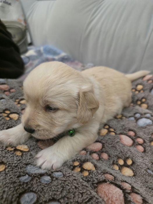 Pieski do adopcji-ZAREZERWOWANE
