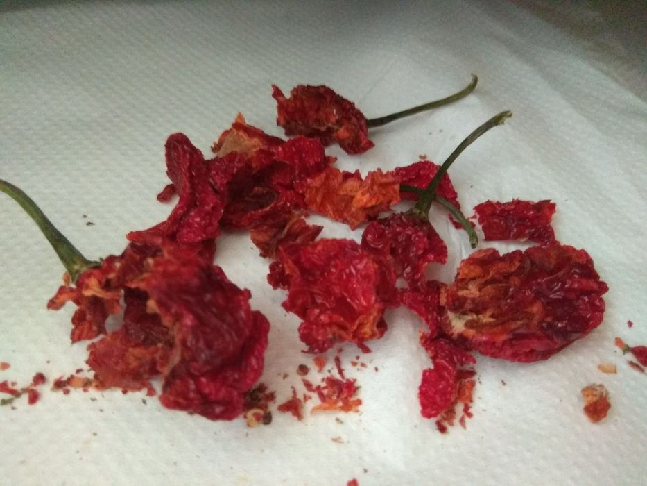 Carolina Reaper NASIONA