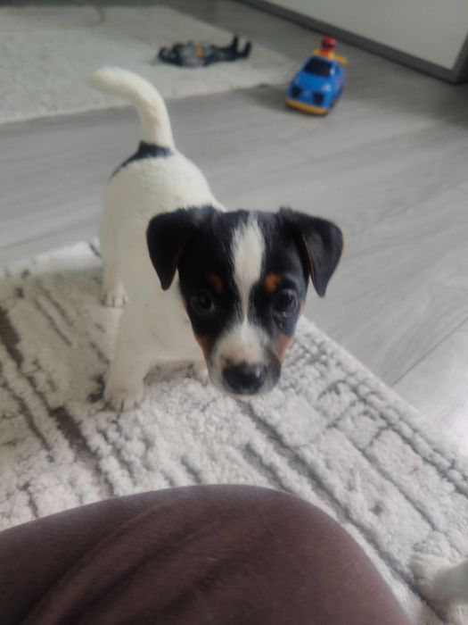 Piesek Jack Russell terrier