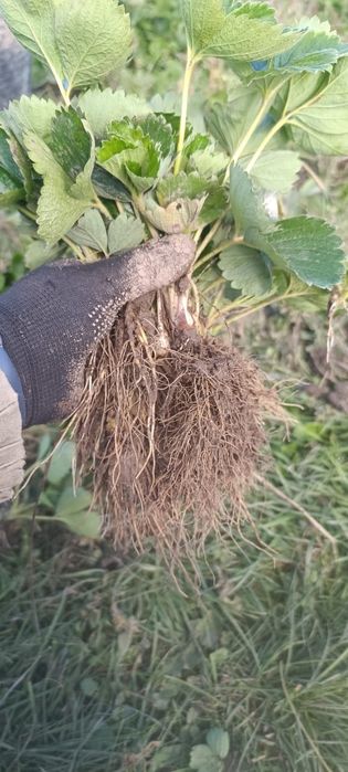 КопаніСаджанці великоплідної полуниці,Касетні