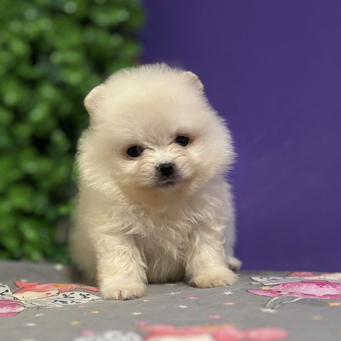 шикарний Хлопчик Міні