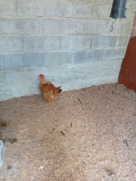 2 frangas caseiras a começar a pôr ovos .