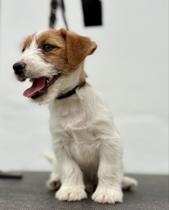 Jack Russell Terrier Broken c/Pedigree e Afixo de criador