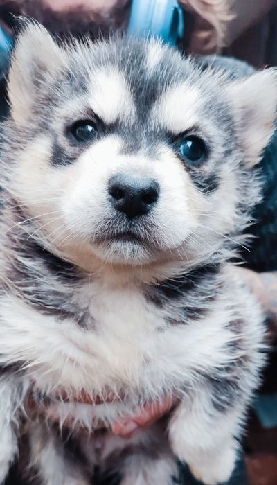 Маю малючків! Телефонуйте