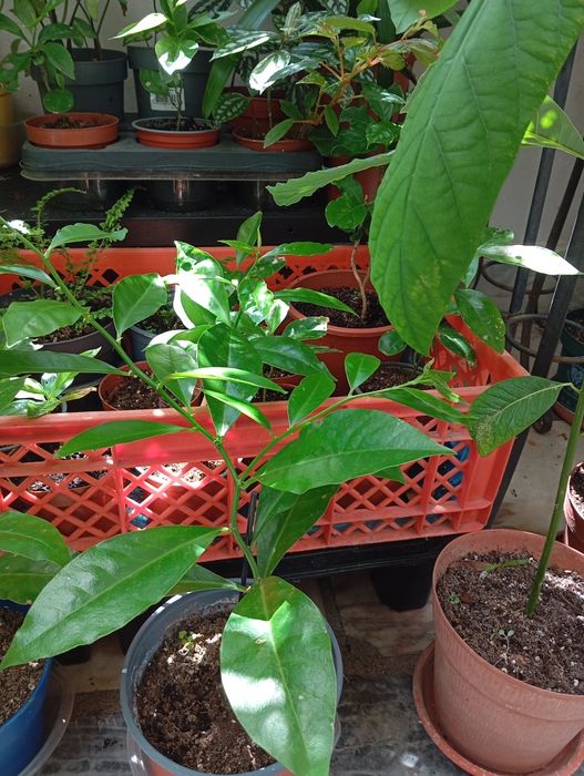 Planta ora pro nobis