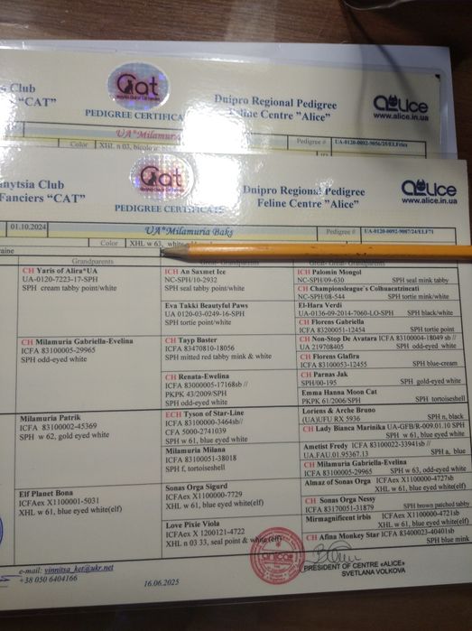 Двельф Эльф Клубні кошенята Єксклюзив.