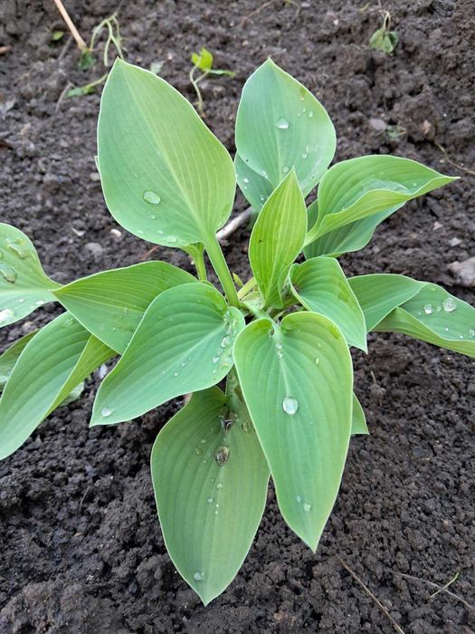 Рястка, конвалія лісова та звичайна,папороть,хоста,піони,