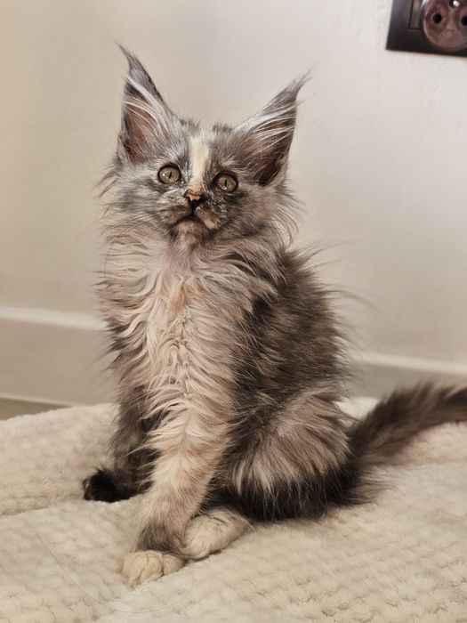 Zoya Maine coon linia shaded