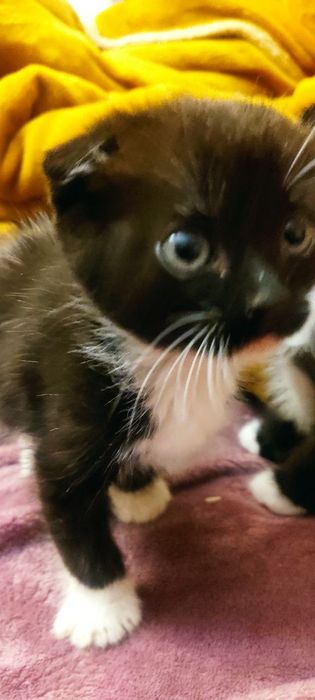 Продам кошенят висловухих