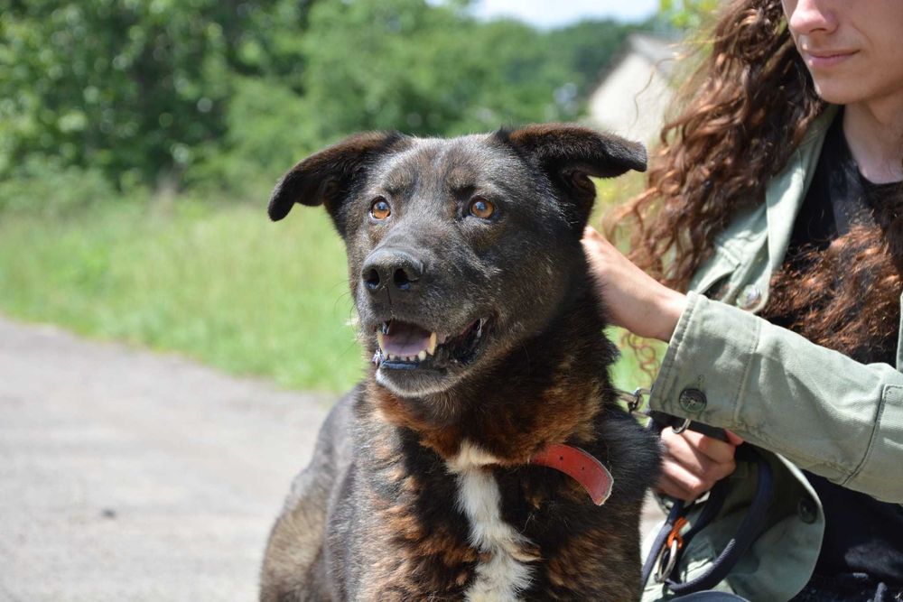 Vuk - Mimo swojej postury jestem z natury spokojnym psem